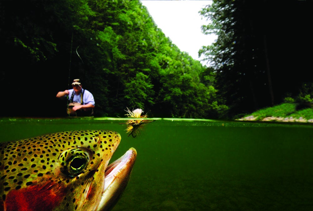 "I tried to help Barry get this picture all summer, and he was tickled to death when he finally did," says Tom Harris, the angler presenting a parachute pattern to this 22-inch rainbow trout in Fishing Creek last July. Photographer Barry Beck says this is the best of 200 frames he took at around 10 A.M. that day, and he considers it one of the highlights of his career. After studying this trout to learn its feeding patterns, Beck submerged his waterproof camera on a piece of wood in a logjam, and Harris waited for the moment to tease the fish into camera range. "I was just hoping the fly would drift in with a drag-free float, and that the fish would go for the take right in front of the camera," says Harris. "And it did. We were in the perfect position."<br />
<strong>Location:</strong> Stillwater, Pa.<br />
<strong>Issue:</strong> July, 2012<br />
<em>Photo by Barry and Cathy Beck</em>
