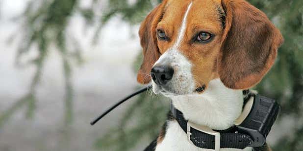 Rabbit Dogs: Get Your Beagles Hunting