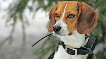 Rabbit Dogs: Get Your Beagles Hunting