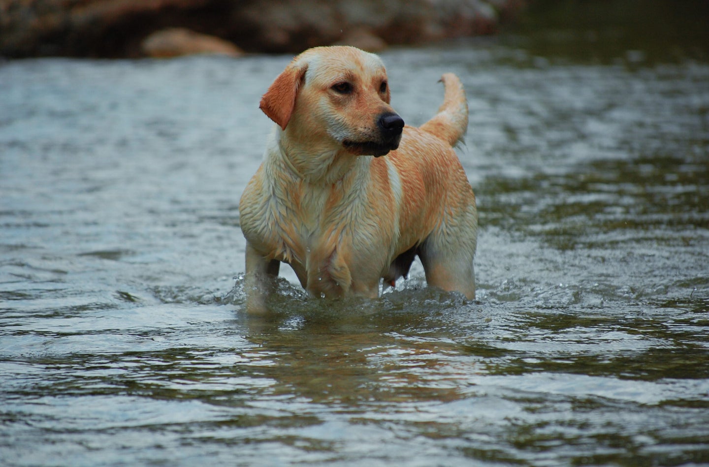 Labrador Retriever in a river