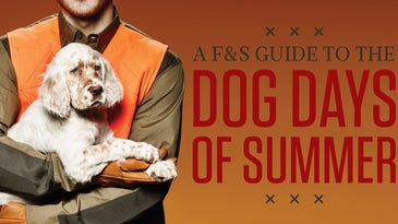 gun dog training, puppy training, summer puppy training, gun dog commands, teach gun dog commands, gun dog teaching aids