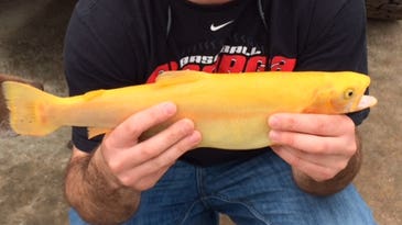 Georgia Angler Lands Rare Golden Rainbow Trout