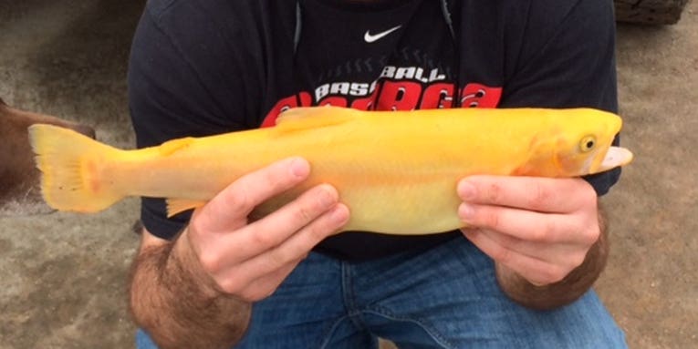 Georgia Angler Lands Rare Golden Rainbow Trout
