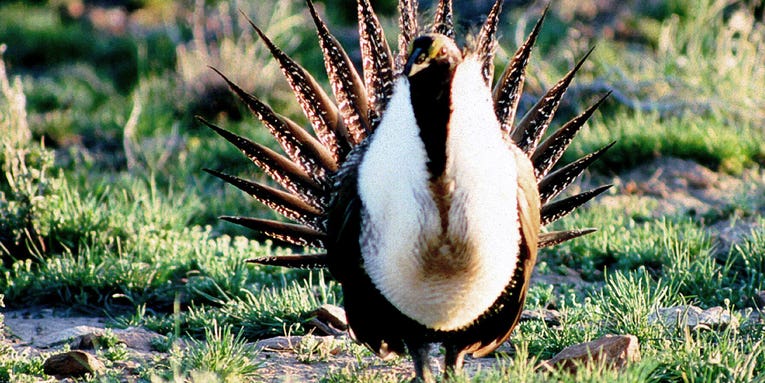 Sage Grouse, Clean Water Act Under Attack by House—Again