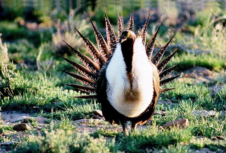 sage grouse, endangered sage grouse, sage grouse protection act, clean water act