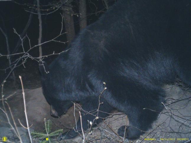 Bear den located 200 yards from our house, photo taken with Bushnell trail cam. Mom is checking the den to be sure the cubs are safely inside for the night.