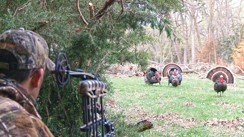 bowhunting gobblers