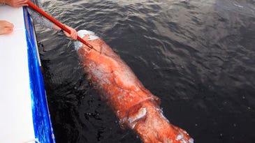 Exclusive Full-Length Video and Photos: Blue Sharks Feeding On a Giant Squid