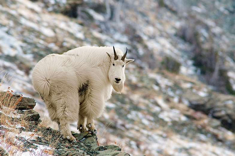 mountain goat in montana
