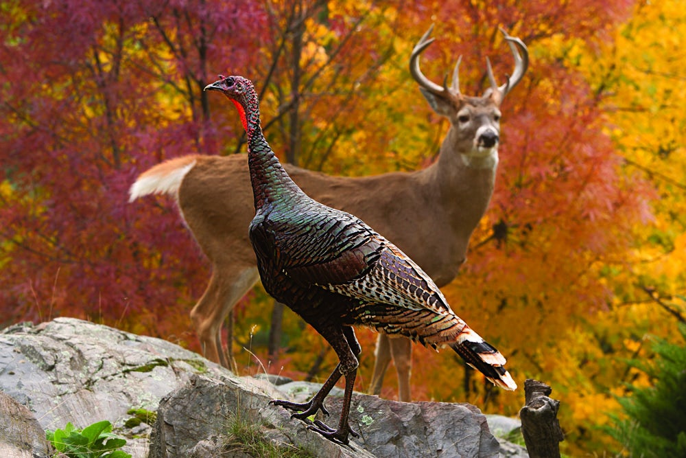 A Merriam's turkey came searching for grasshoppers on private property adjacent to the Kootenai National Forest--just as photographer Don Jones was poised to click the shutter on the 10-point buck behind the bird. "Turkeys always seem to be getting in my way when I'm photographing whitetails in October," says Jones. "They're kind of a pain: fighting, running around, and sometimes startling the deer. But this one just stopped in that position--sometimes a good shot is just serendipity." The mixed hardwoods in the distance aren't indigenous to this area, and Jones had a brief window to take advantage of a backdrop filled with turning leaves. "Back east, you get months of gorgeous foliage, but here in Montana, the fall colors are long gone by November," says Jones. "The grasshoppers stick around though--they come out early and stay late, and turkeys just love them."<br />
<strong>Location:</strong> Libby, Mont.<br />
<strong>Issue:</strong> October, 2012<br />
<em>Photo by Donald M. Jones</em>