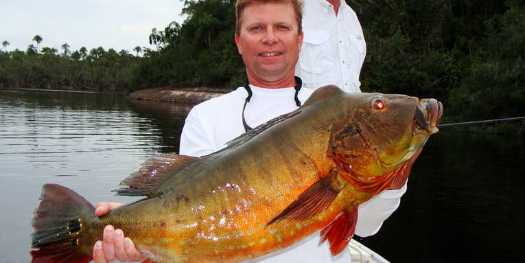 World-Record Peacock Bass Caught on Brazil’s Rio Negro