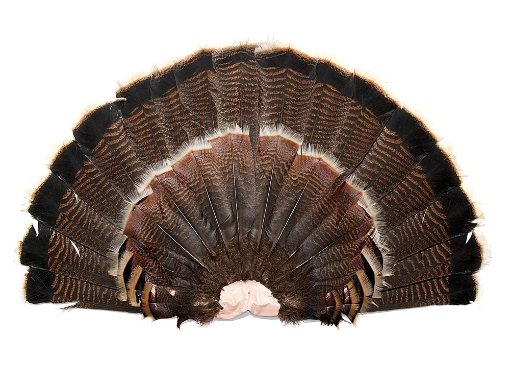 turkey fan, preserve a turkey fan, turkey hunting, connecticut hunting, hunting tips