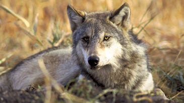 Legislation Seeks to Remove Wolves’ Endangered Status in Four States