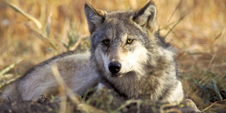 Legislation Seeks to Remove Wolves’ Endangered Status in Four States