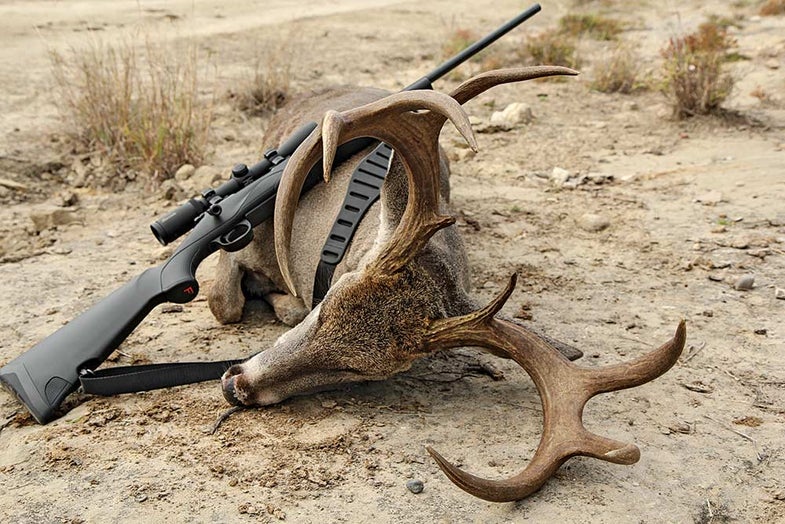 whitetail buck on the ground
