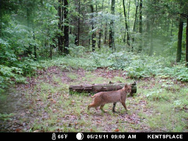 Only a few days after setting up our game camera in the front yard we captured this photo of a large bobcat.
