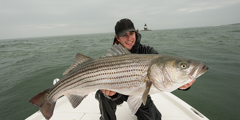 Striper Fishing: Trim the Fins on Your Live Bait