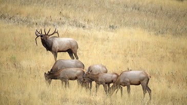 The 12 Best Cartridges for Elk Hunting