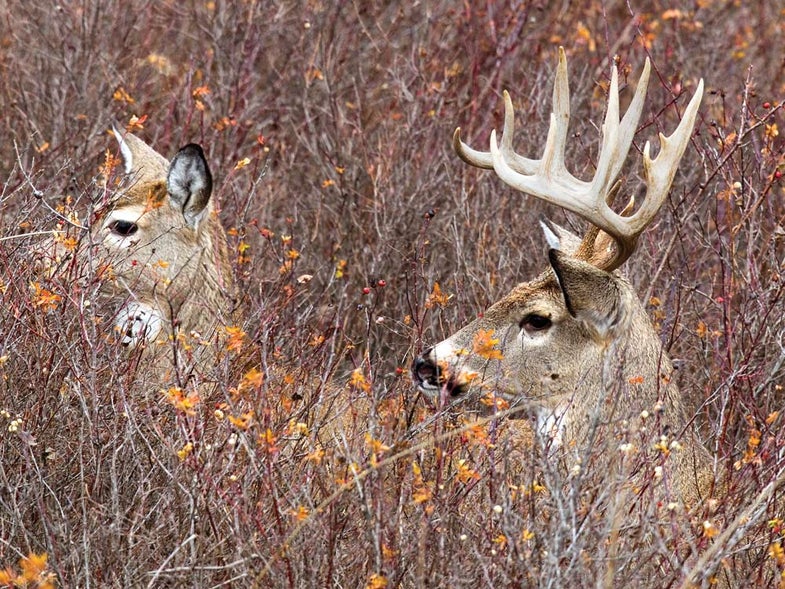 Doe and buck in cover.