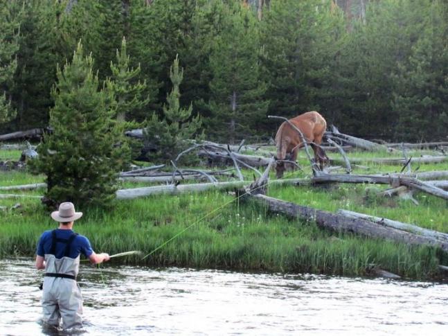 Peaceful evening fly fishing in Yellowstone Montana with a few elk stopping by.