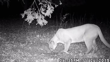 Tennessee Officials Confirm First Cougar Sighting in 100 Years