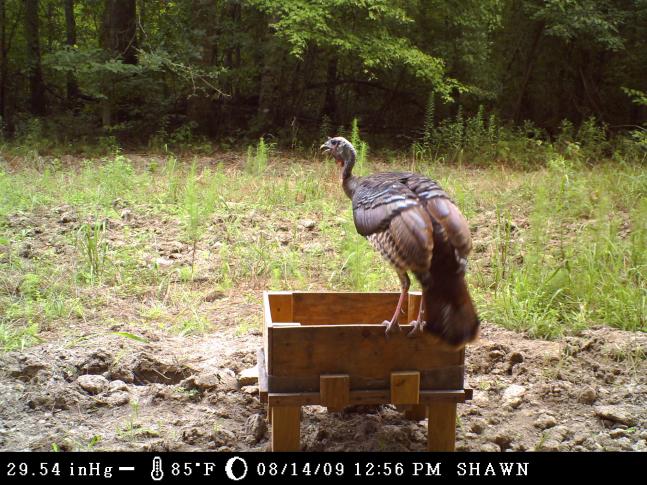 This gobbler seemed to be keeping a wary eye out while eating lunch.