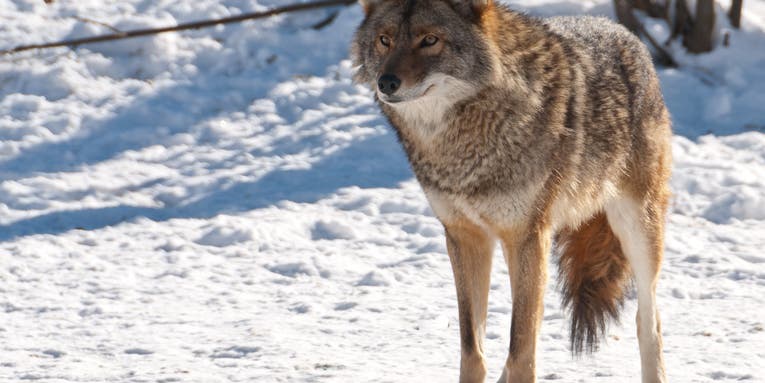 Chicago Coyotes Trapped After Locals Allow Pets to Play With Them