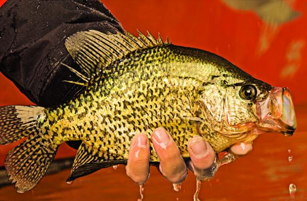 Trik Fish 40-Pounds Fluorocarbon Wrist Spool