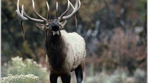 Upfront: Too Many Elk?