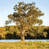 oak tree in public land