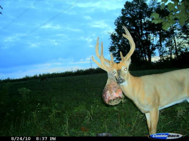 This picture was taken in Morgan County, IN on my buddy's property. One morning he was walking his daughter out to catch the bus and this guy ran accross the road and onto his property. His young daughter saw it from the side and yelled "look dad that deer has a raccoon in it's mouth!". The next day he checked his trail cam and this is what he found.