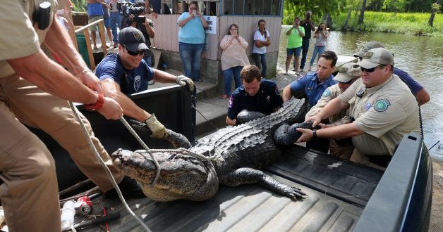 <em>Photo via <a href="http://www.beaumontenterprise.com/news/article/Men-claim-they-killed-gator-in-Friday-s-death-6369166.php#photo-8268881">The Beaumont Enterprise</a></em>