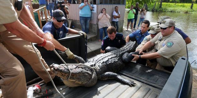 Remains of Missing Texas Man Found Inside Alligator