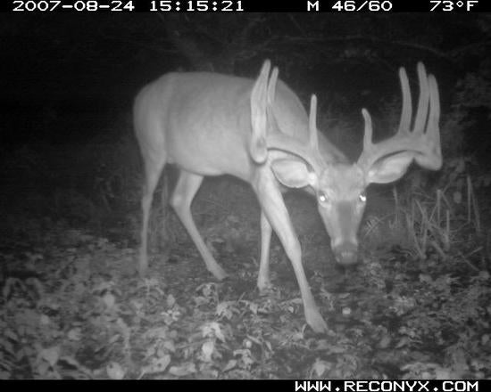 These are the 50 best buck pictures entered into <a href="http://www.fstrailcamcontest.com/Photos/Browse/Deer+Photos/">last year's wildly popular Trail Cam Photo Contest</a>. Do you have a great trail cam photo? Enter it into <a href="https://www.fieldandstream.com/pages/list-firearms-superlatives/">our 2009 contest</a> for a chance to win gear from <em>Field & Stream</em>! We're giving away prizes for the best trail cam photos entered each month, and you get to pick the winners! This month's top photo (entered by midnight on September 30) wins an <a href="http://www.aimpoint.com/products/aimpoint_product_lines/aimpoint_9000sc">Aimpoint 9000 sc red dot sight</a>. The top four runners-up win a <a href="http://www.eka-knivar.se/index.asp?lang=UK">Sling Blade knife from EKA</a>. At the end of the year we'll award one grand prize to our editors' overall favorite. We'll also hand out four special Rut Behavior Bonus awards: one each for the best photo of 1. a <em>buck making a scrape</em>, 2. a <em>buck making a rub</em>, 3. <em>bucks fighting</em>, and 4. <em>bucks breeding does</em>. <a href="https://www.fieldandstream.com/pages/list-firearms-superlatives/">Click here to enter</a>, and good luck!
