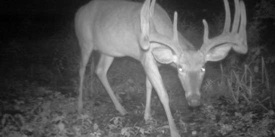 The 50 Best Bucks From Field & Stream’s 2008 Trail Cam Photo Contest