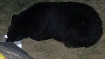 Indiana DNR Reports First Wild Black Bear Since 1800s, Plans to Remove It