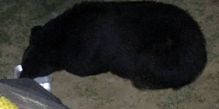 Indiana DNR Reports First Wild Black Bear Since 1800s, Plans to Remove It