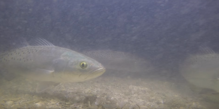 Underwater Footage Shows Speckled Trout Feasting on Prey