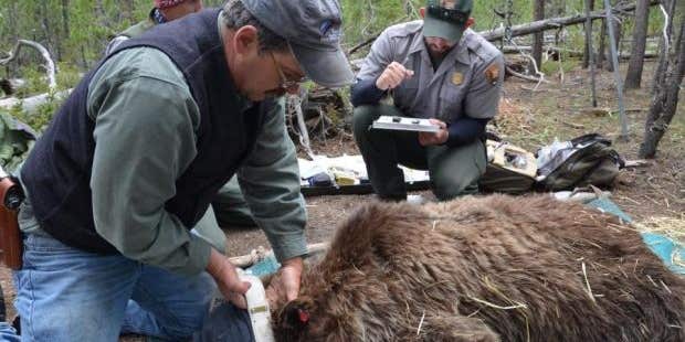 GPS Study: How Closely Do Grizzly Bears Follow Hunters?