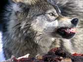 "wolf,