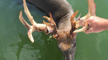 Pontoon Driver Charged After Drowning Buck in Minnesota Lake