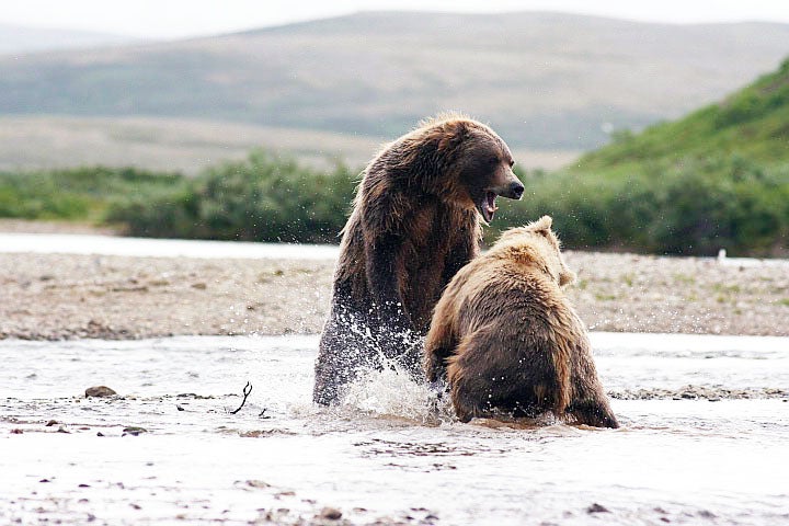 "When I start taking pictures I get so engrossed that I often put myself in a bad spot. The bears were everywhere, and our guides were nervous about us being so close to them. While trying to get pictures of the sockeye's a male grizzly came up on my left, and a female on my right a mere 10-15 yards off."