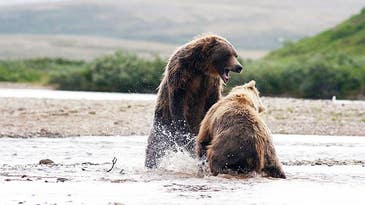 Photos From a F&S Reader: Alaskan Grizzly Fight