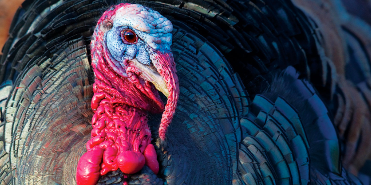 How to Have Your All-Time Best Turkey Season