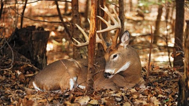 Why Early Spring is the Best Time to Scout for Whitetail Deer