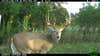 2013 Trail-cam pic of 