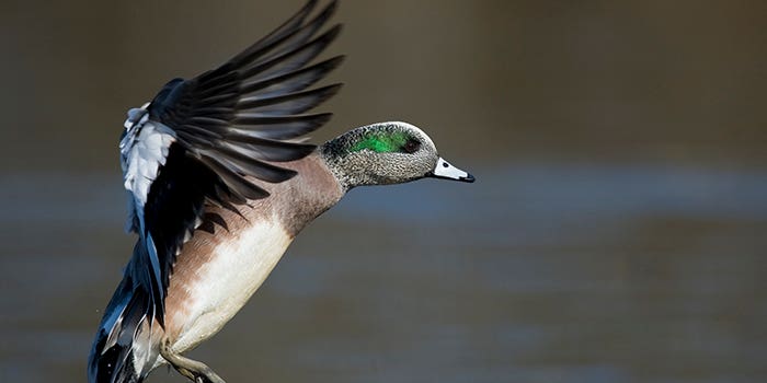 Waterfowl Season: Hunt the “Scrap Ducks”