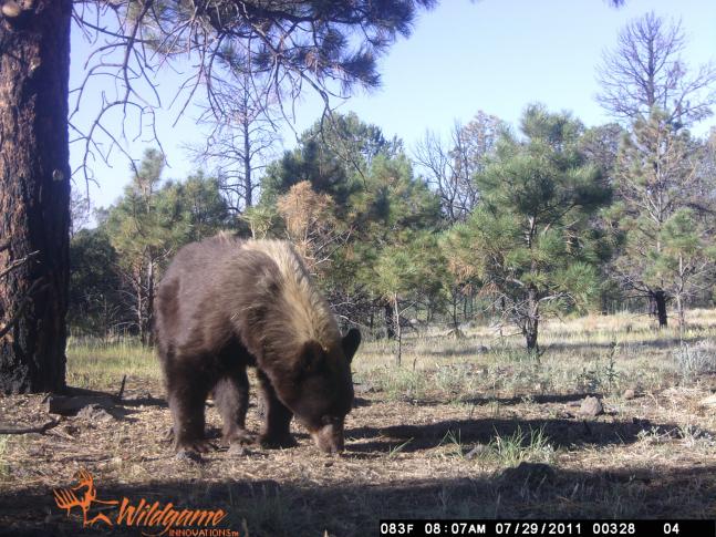 We have our trail cam up looking for elk for the upcoming season but we found this bear instead.