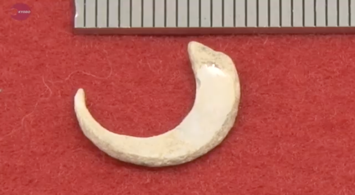The 23,000-year-old fishhooks, crafted from sea snail shells, were used to catch parrotfish and eels.