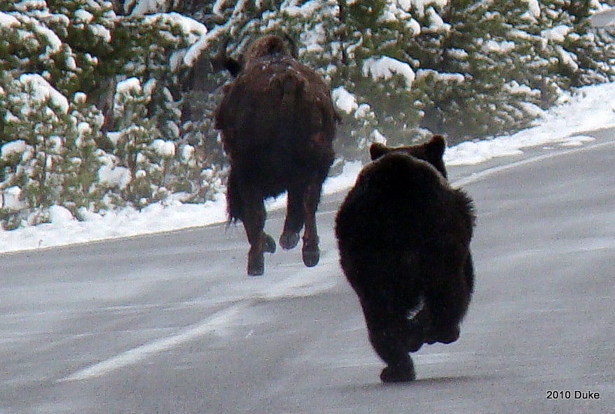 bear runs after bison